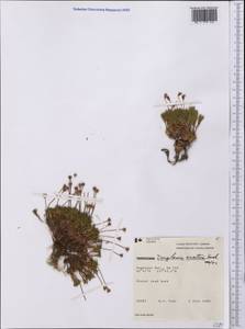 Douglasia arctica Hook., America (AMER) (Canada)