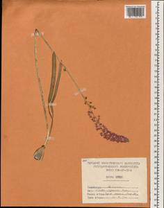 Barnardia japonica (Thunb.) Schult. & Schult.f., South Asia, South Asia (Asia outside ex-Soviet states and Mongolia) (ASIA) (North Korea)