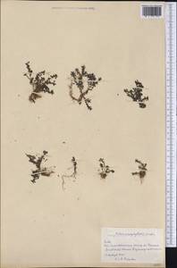 Pilea microphylla (L.) Liebm., America (AMER) (Cuba)