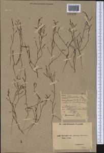 Polygonum salsugineum M. Bieb., Middle Asia, Caspian Ustyurt & Northern Aralia (M8) (Kazakhstan)