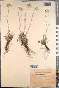 Leontopodium conglobatum (Turcz.) Hand.-Mazz., Siberia, Yakutia (S5) (Russia)