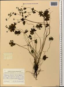 Geranium pyrenaicum Burm. f., Caucasus, North Ossetia, Ingushetia & Chechnya (K1c) (Russia)