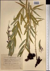 Chamaenerion angustifolium (L.) Scop., Siberia, Altai & Sayany Mountains (S2) (Russia)
