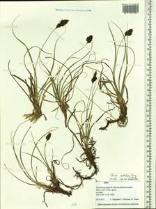 Carex sabulosa Turcz. ex Kunth, Siberia, Baikal & Transbaikal region (S4) (Russia)