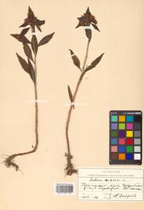 Phedimus aizoon (L.) 't Hart, Siberia, Russian Far East (S6) (Russia)