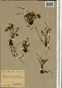 Viola tanaitica Grosset, Eastern Europe, Moldova (E13a) (Moldova)