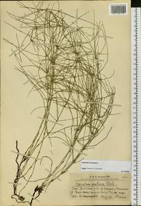 Equisetum palustre L., Siberia, Altai & Sayany Mountains (S2) (Russia)