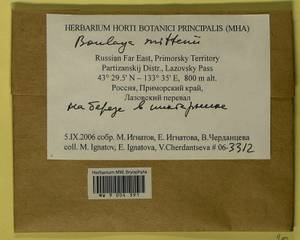 Boulaya mittenii (Broth.) Cardot, Bryophytes, Bryophytes - Russian Far East (excl. Chukotka & Kamchatka) (B20) (Russia)