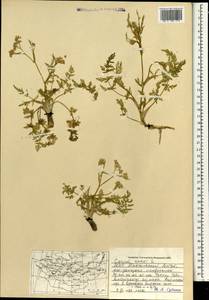 Carum carvi L., Mongolia (MONG) (Mongolia)