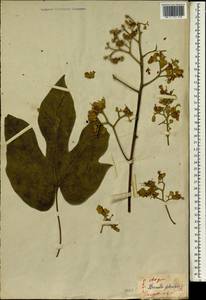 Firmiana simplex (L.) W. F Wight, South Asia, South Asia (Asia outside ex-Soviet states and Mongolia) (ASIA) (Japan)