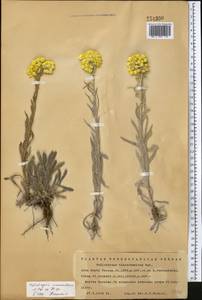 Helichrysum maracandicum Popov ex Kirp., Middle Asia, Western Tian Shan & Karatau (M3) (Kazakhstan)