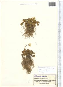 Ranunculus transiliensis Popov ex Gamajun., Middle Asia, Northern & Central Tian Shan (M4) (Kyrgyzstan)