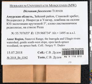 Dicranum fuscescens Turner, Bryophytes, Bryophytes - Russian Far East (excl. Chukotka & Kamchatka) (B20) (Russia)