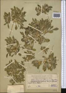 Schischkinia albispina (Bunge) Iljin, Middle Asia, Syr-Darian deserts & Kyzylkum (M7) (Kazakhstan)