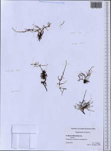 Equisetum arvense L., Western Europe (EUR) (Svalbard and Jan Mayen)