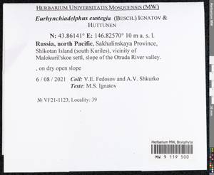 Eurhynchiadelphus eustegia (Besch.) Ignatov & Huttunen, Bryophytes, Bryophytes - Russian Far East (excl. Chukotka & Kamchatka) (B20) (Russia)