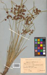 Cyperus difformis L., Siberia, Russian Far East (S6) (Russia)