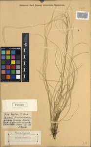 Stipa pontica P.A.Smirn., Caucasus, Armenia (K5) (Armenia)