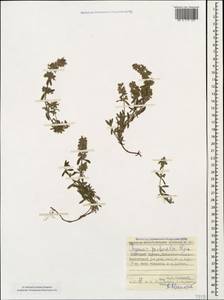 Thymus pastoralis Iljin, Caucasus, Stavropol Krai, Karachay-Cherkessia & Kabardino-Balkaria (K1b) (Russia)