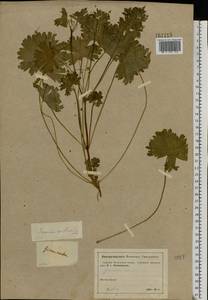 Geranium pusillum L., Eastern Europe, Moscow region (E4a) (Russia)