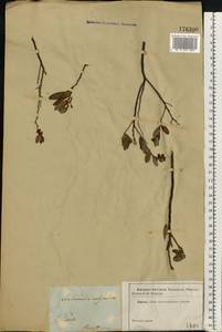 Chamaedaphne calyculata (L.) Moench, Eastern Europe, North-Western region (E2) (Russia)