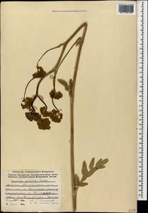 Opopanax persicus Boiss., Caucasus, Armenia (K5) (Armenia)