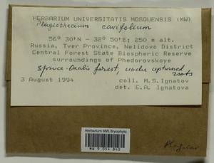 Plagiothecium cavifolium (Brid.) Z. Iwats., Bryophytes, Bryophytes - Middle Russia (B6) (Russia)