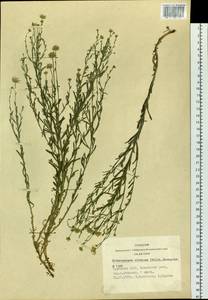 Aster altaicus Willd., Siberia, Altai & Sayany Mountains (S2) (Russia)
