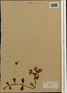 Phedimus spurius subsp. spurius, Caucasus (no precise locality) (K0)