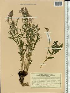 Hedysarum consanguineum DC., Siberia, Central Siberia (S3) (Russia)