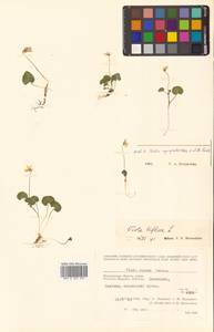 Viola biflora L., Siberia, Chukotka & Kamchatka (S7) (Russia)