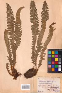 Polystichum lonchitis (L.) Roth, Eastern Europe, Northern region (E1) (Russia)