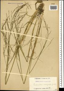 Puccinellia distans (Jacq.) Parl., Caucasus, Armenia (K5) (Armenia)