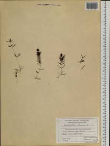 Ceratophyllum demersum L., Siberia, Central Siberia (S3) (Russia)