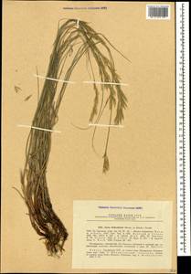 Bromus biebersteinii Roem. & Schult., Caucasus, Georgia (K4) (Georgia)