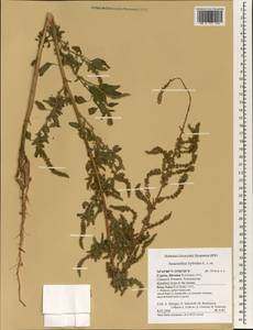 Amaranthus hybridus L., South Asia, South Asia (Asia outside ex-Soviet states and Mongolia) (ASIA) (Cyprus)