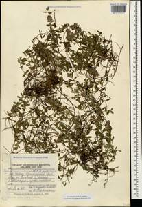 Thymus nummularius M.Bieb., Caucasus, Krasnodar Krai & Adygea (K1a) (Russia)