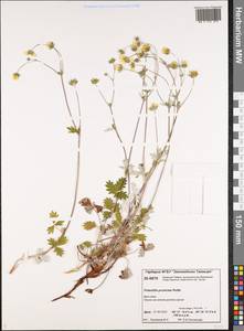 Potentilla ×prostrata Rottb., Siberia, Central Siberia (S3) (Russia)