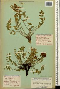 Astragalus somcheticus C. Koch, Caucasus, Armenia (K5) (Armenia)