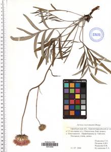 Jurinea ewersmanii Bunge, Eastern Europe, Eastern region (E10) (Russia)