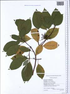 Cornus sericea L., Western Europe (EUR) (Germany)