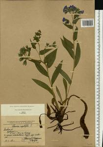 Pulmonaria angustifolia L., Eastern Europe, Moscow region (E4a) (Russia)