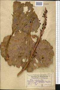 Rheum cordatum Losinsk., Middle Asia, Western Tian Shan & Karatau (M3) (Kazakhstan)