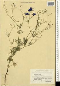 Delphinium consolida subsp. paniculatum (Host) N. Busch, Crimea (KRYM) (Russia)