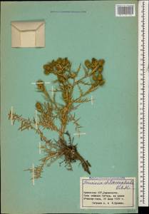 Cousinia chlorocephala C. A. Mey., Caucasus, Armenia (K5) (Armenia)