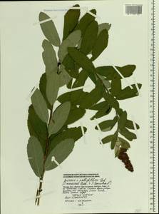 Spiraea pallidiflora, Eastern Europe, Moscow region (E4a) (Russia)