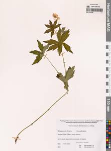 Anemonastrum dichotomum (L.) Mosyakin, Siberia, Chukotka & Kamchatka (S7) (Russia)