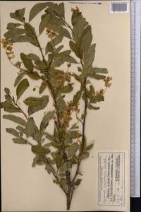 Exochorda racemosa (Lindl.) Rehder, Middle Asia, Western Tian Shan & Karatau (M3) (Kyrgyzstan)