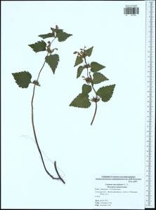 Lamium maculatum (L.) L., Eastern Europe, Central region (E4) (Russia)