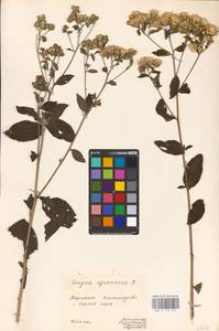 Pentanema ensifolium (L.) D. Gut. Larr., Santos-Vicente, Anderb., E. Rico & M. M. Mart. Ort., Eastern Europe, West Ukrainian region (E13) (Ukraine)
